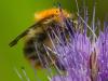 Bombus pascuorum